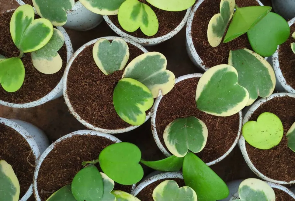 La familia Apocynaceae incluye al menos dos plantas con hojas en forma de corazón - Foto de Venkat Jadhav / Plantnet