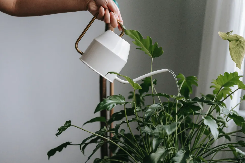 Overvanding er et spørgsmål om hyppighed, ikke mængde. Foto af Teona Swift/ Pexels