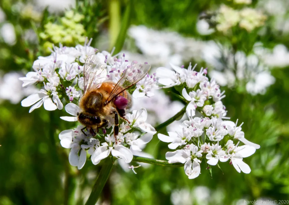 Coriander honey is a rare honey because the coriander plant produces its nectar randomly - Photo by Harold Litwiler /Flickr