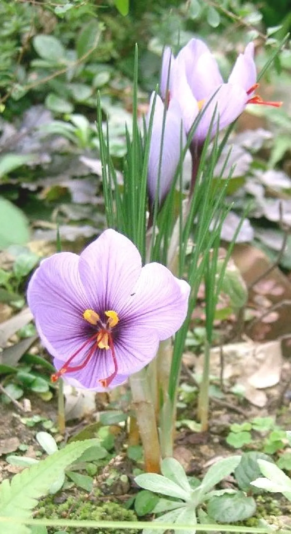 Saffron is located on the pistil. Photo by Kenpei / Wikipedia