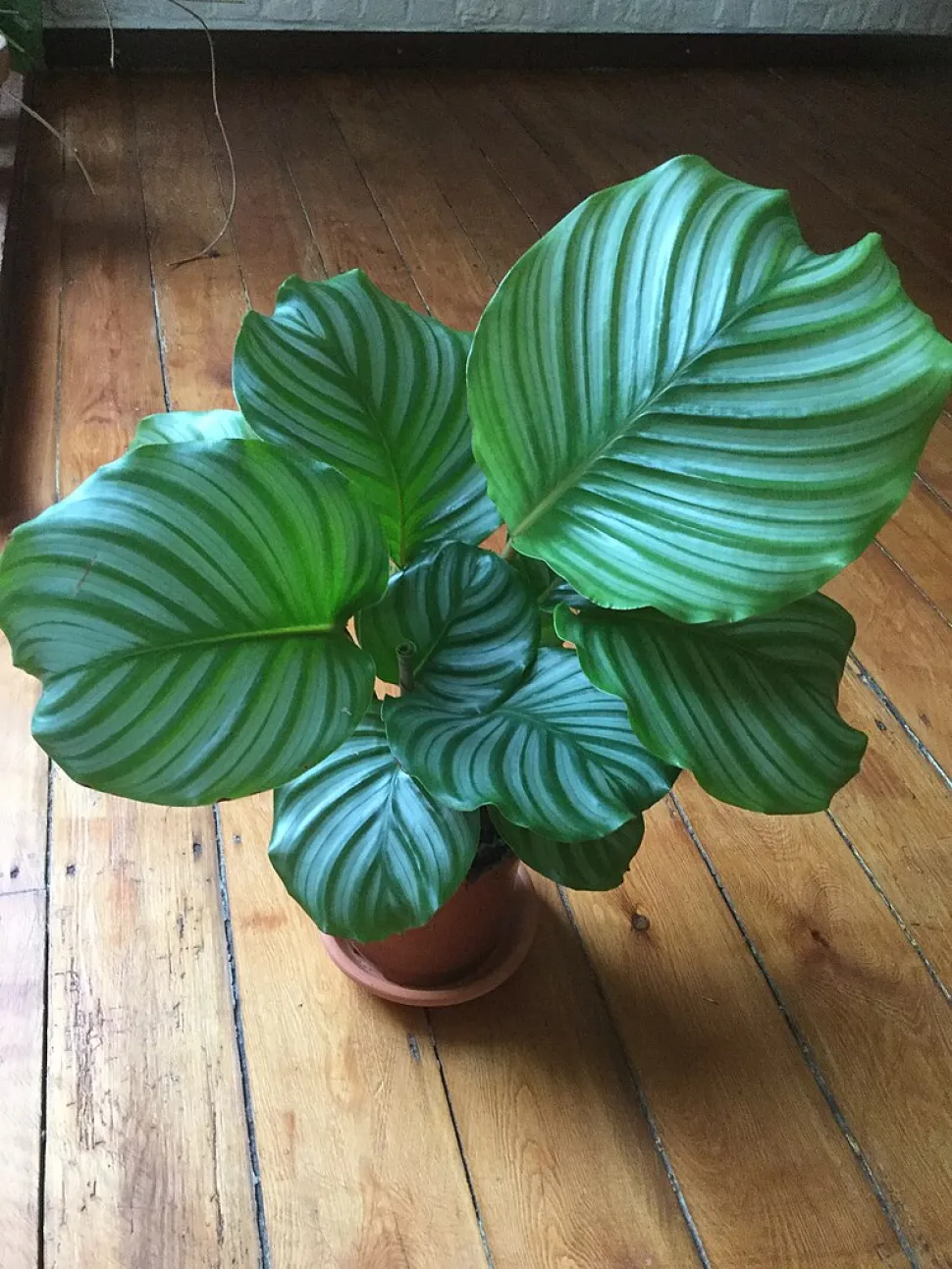 Man braucht keine Möbel, wenn man eine Calathea wie diese hat - Foto von Fregisseur / Wikipedia