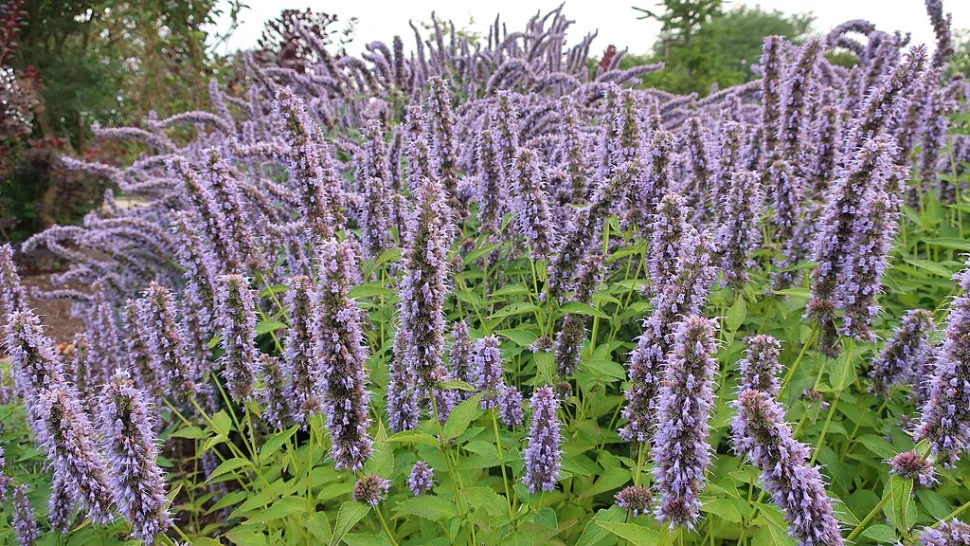 Wie der Lavendel gehört auch die Agastache zur Familie der Lamiaceae - Foto von Cultivar 413/ Flickr