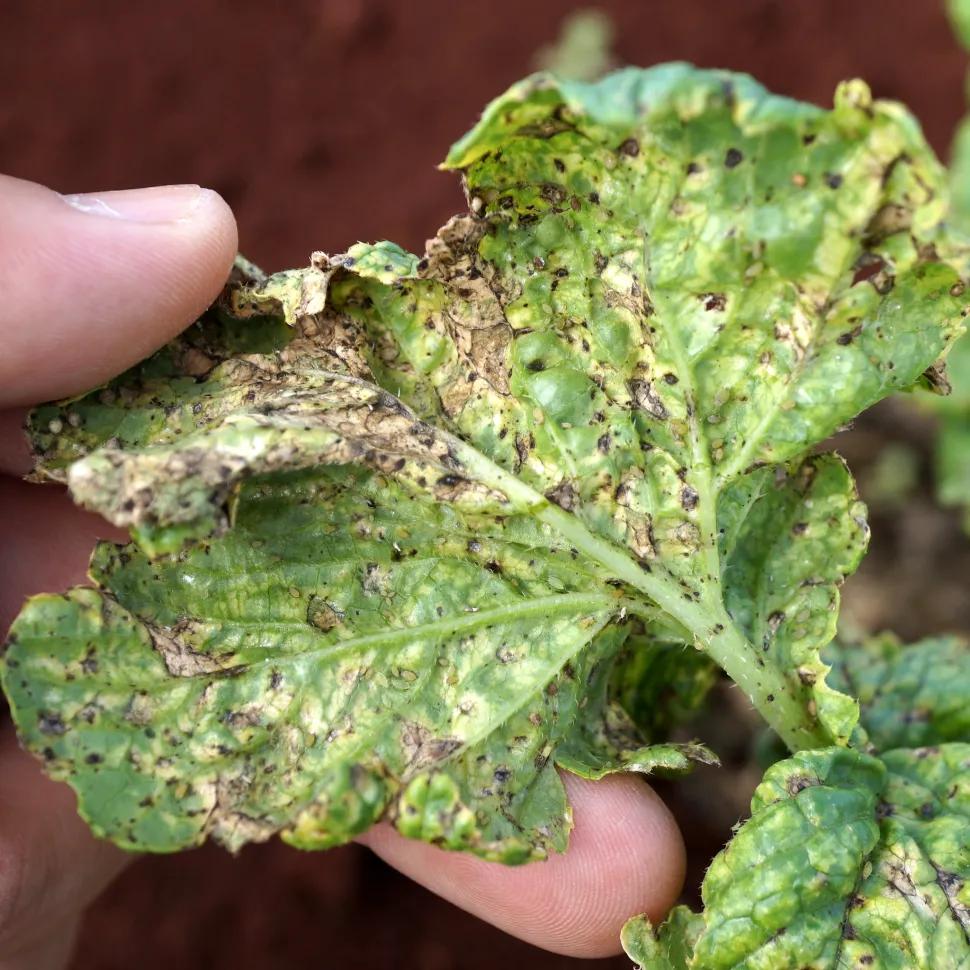 Leaf discoloration is also a sign of pest infestation. Photo by Scot Nelson / Flickr