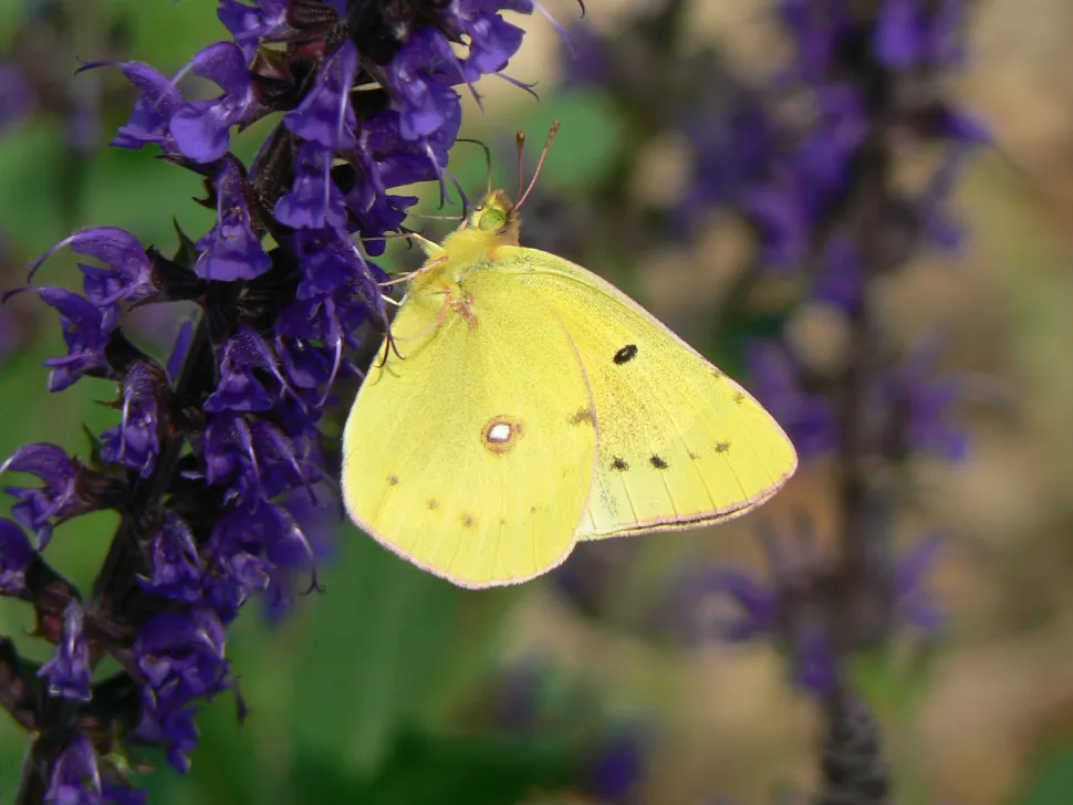 Butterflies like to climb too - Photo by US wildlife service / Flickr