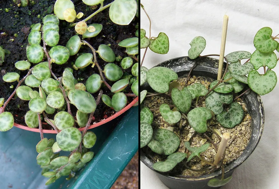 Links, Peperomi prostrata (Foto von Dysmorodrepanis /Wikipedia)* Rechts, Ceropegia woodii (Foto von Maja Dumat / Flickr)