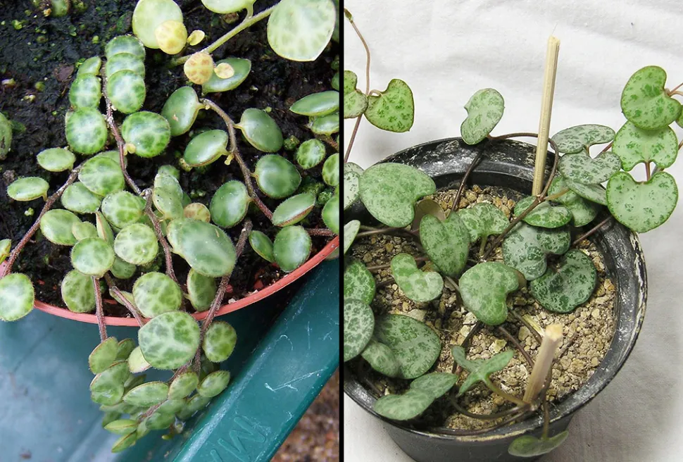 Links, Peperomi prostrata (Foto von Dysmorodrepanis /Wikipedia)* Rechts, Ceroppegia woodii (Foto von Maja Dumat / Flickr)