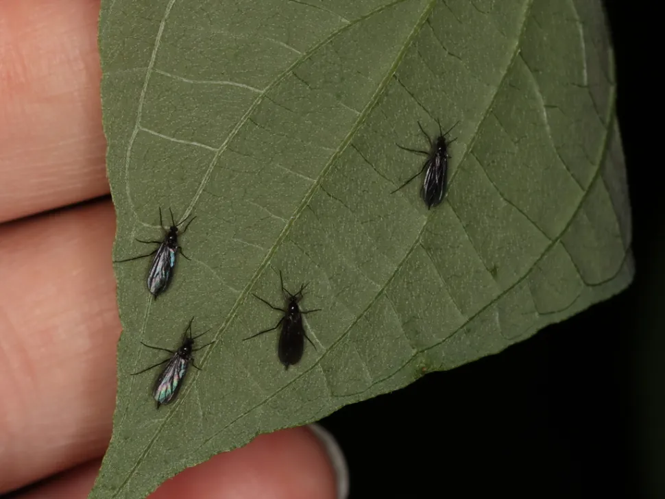 Grande plano do mosquito - Foto de Simon Thévenin / Wikipedia