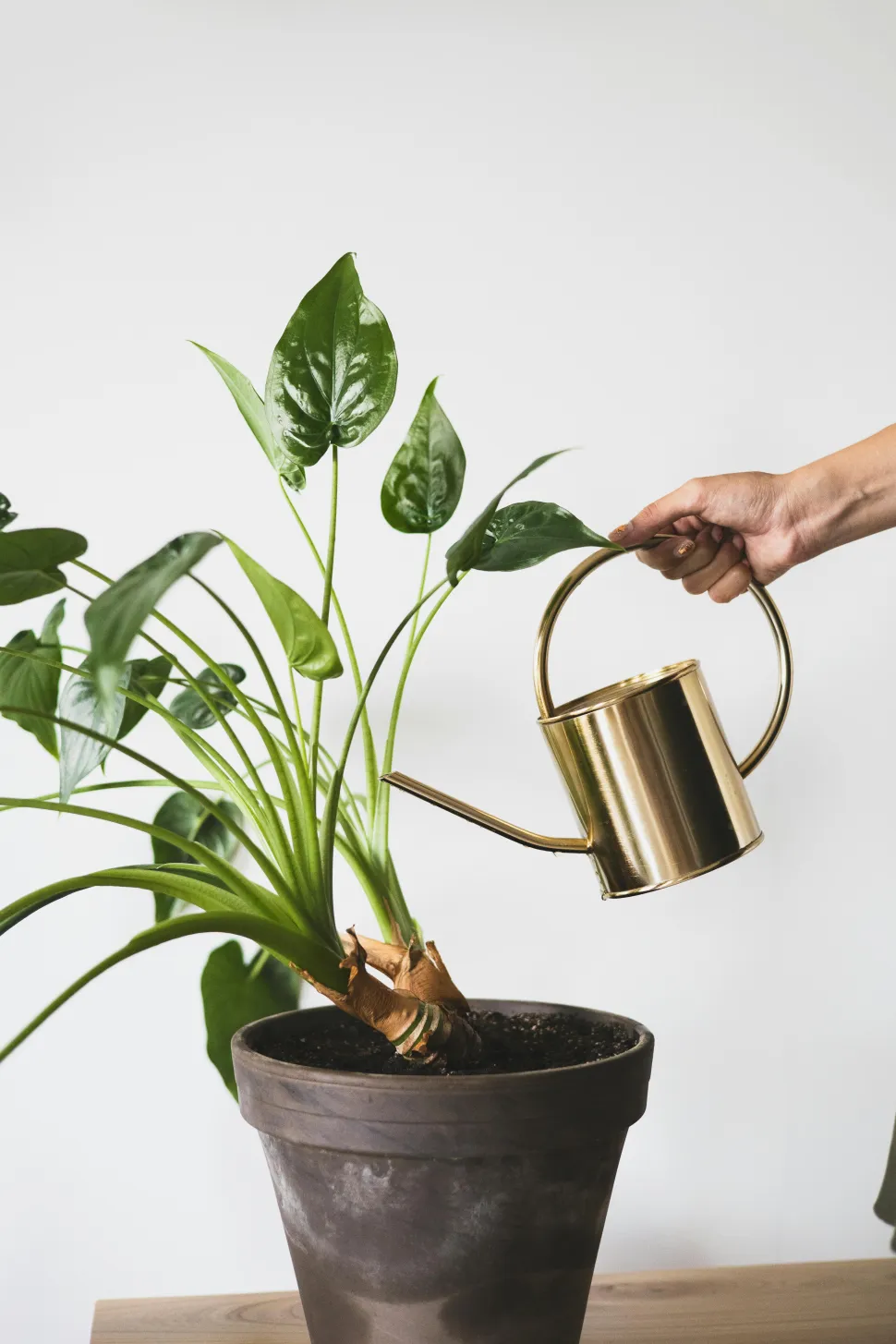 Personalmente, non sono mai riuscita a innaffiare correttamente con questo tipo di annaffiatoio. Foto di Teona Swift / Pexels