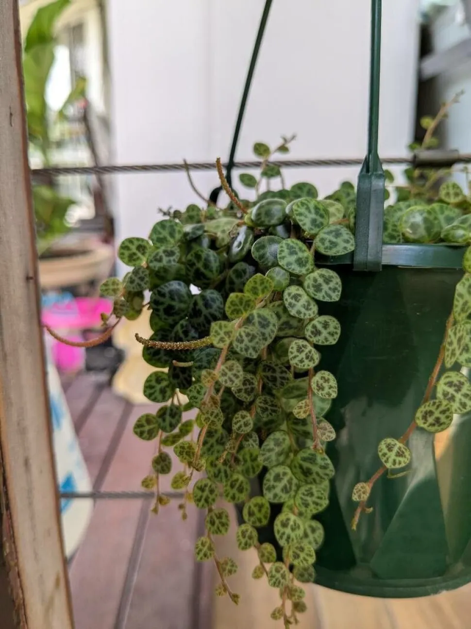 As folhas delicadas da corrente de tartaruga parecem translúcidas - Foto de Kelvin Nguyen /Plantnet