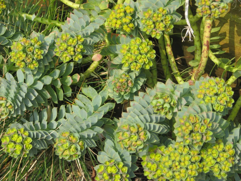 Med eller uden blomster giver den korsikanske euphorbia et strejf af farve. Foto af Peganum / Flickr