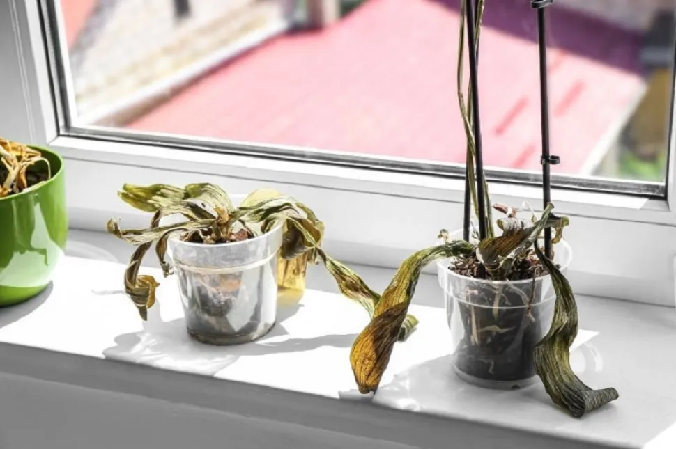 Al sol, tus plantas necesitarán un riego regular - Foto de Pixelshot / Canva