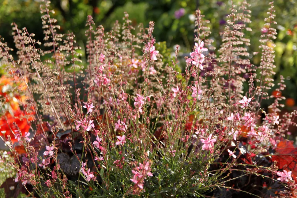gaura giver din have et landligt look. Foto af Mike Finn / Flickr
