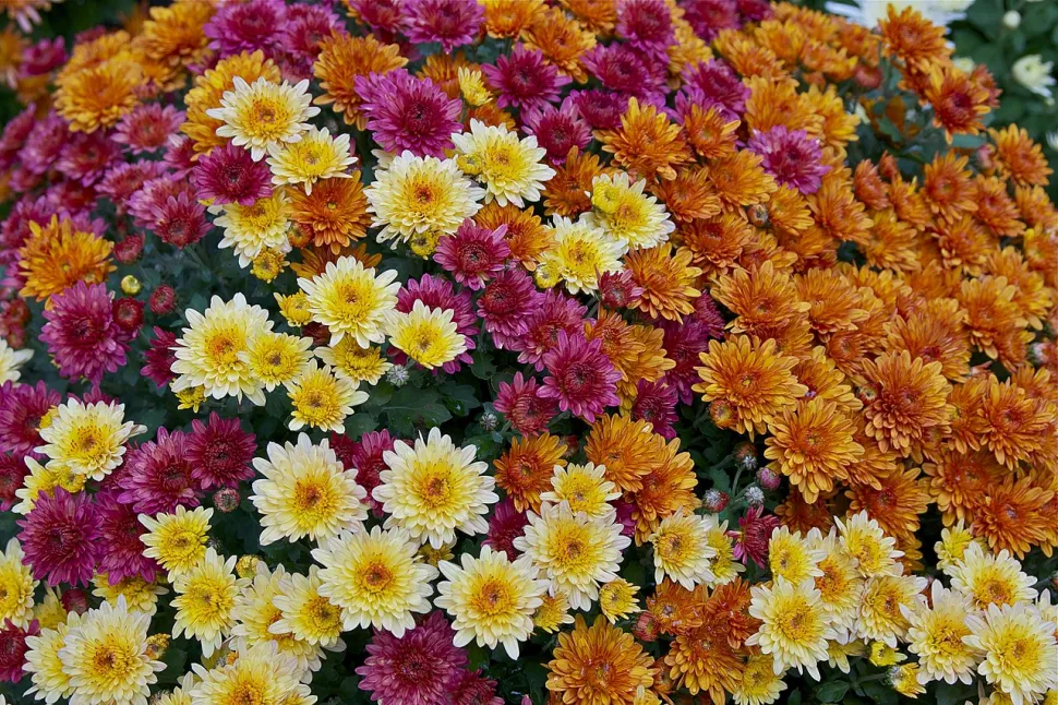 Es ist nicht bekannt, ob die Chrysantheme wirklich Migräne heilt, aber zumindest sieht sie hübsch aus - Foto von Jebulon / Wikipedia