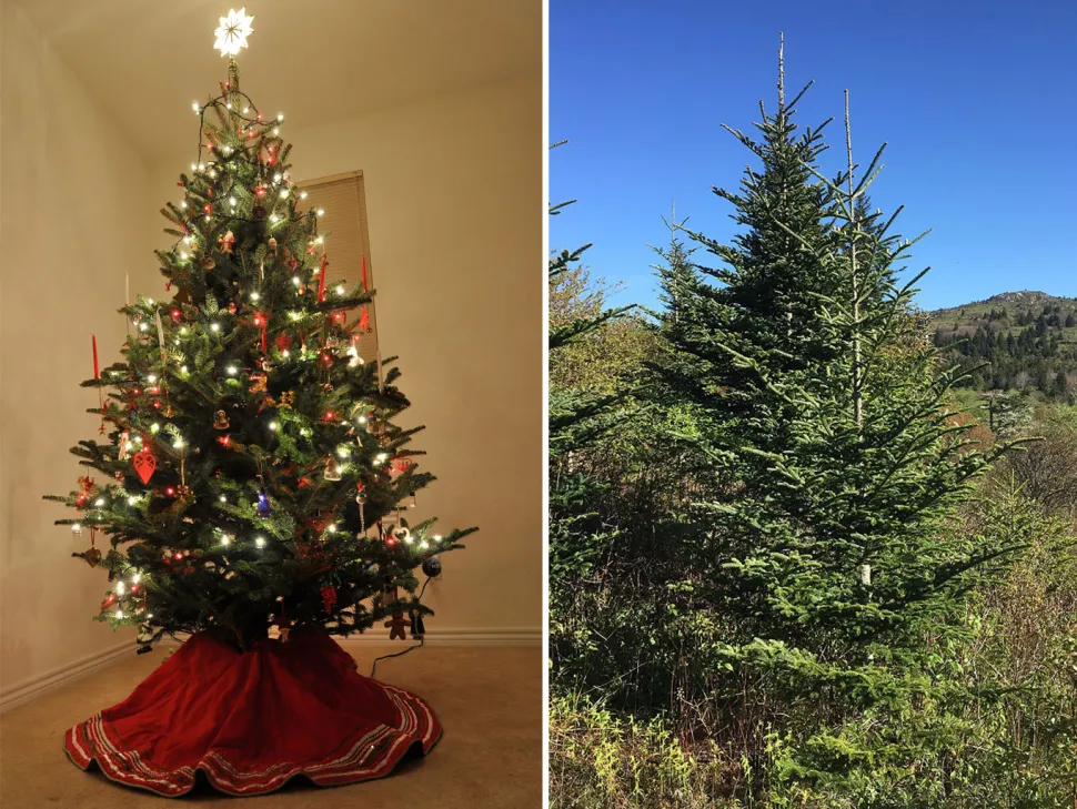 After the holidays, you can replant your Fraser fir in your garden. -Photos by Anders B; and Famartin.