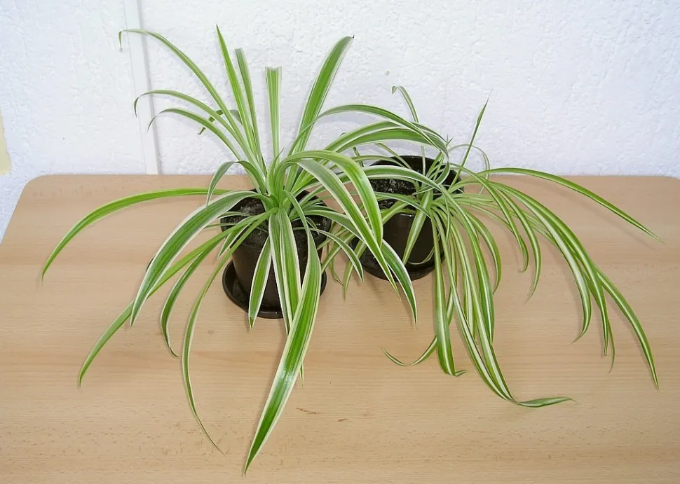 Kan edderkoppeplanten lave et spind? Selvfølgelig ikke, det er en plante - Foto: Maja Dumat / Flickr