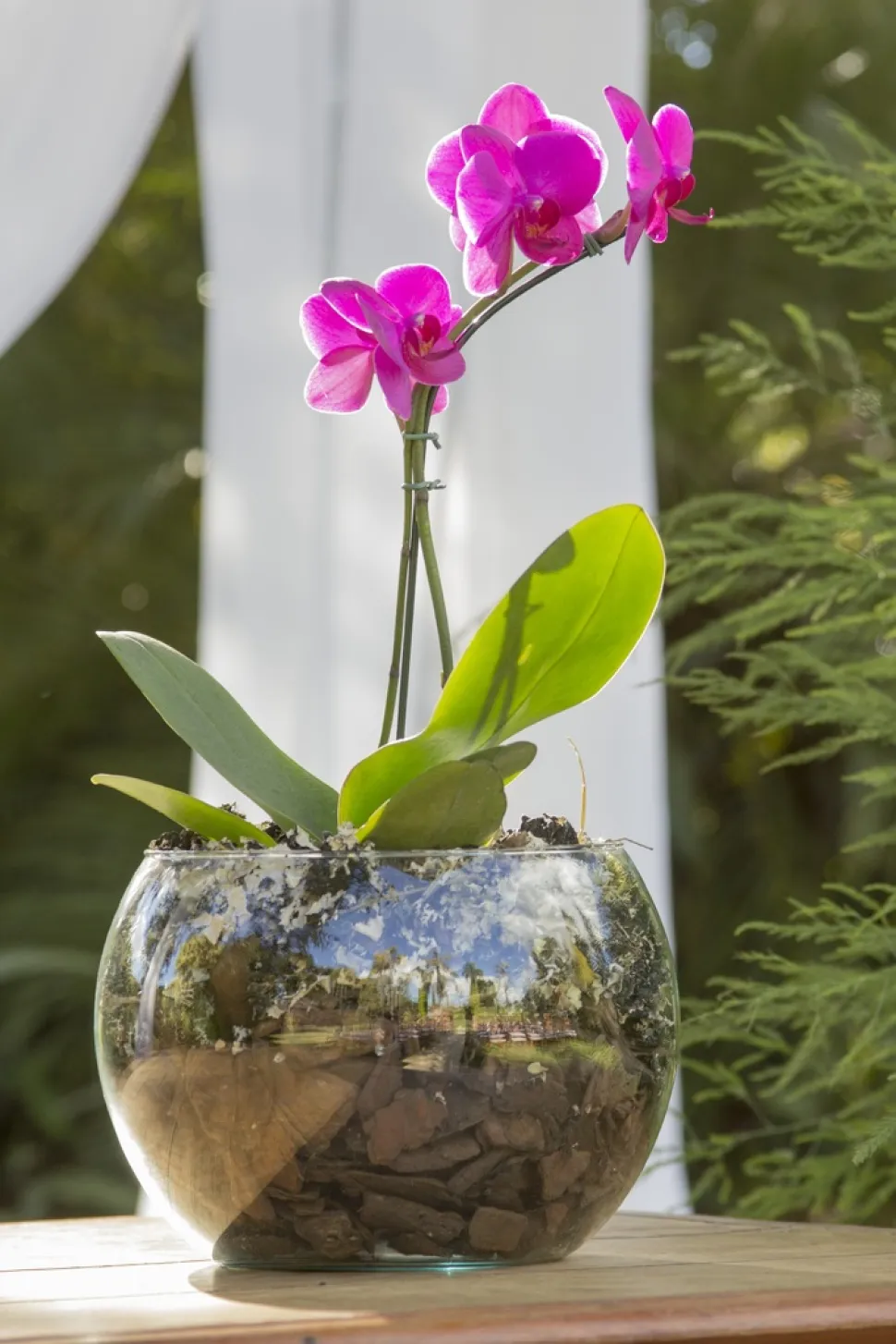 Orchideenerde besteht aus Rinde und Pflanzenfasern (Foto von Renair Carvalho)