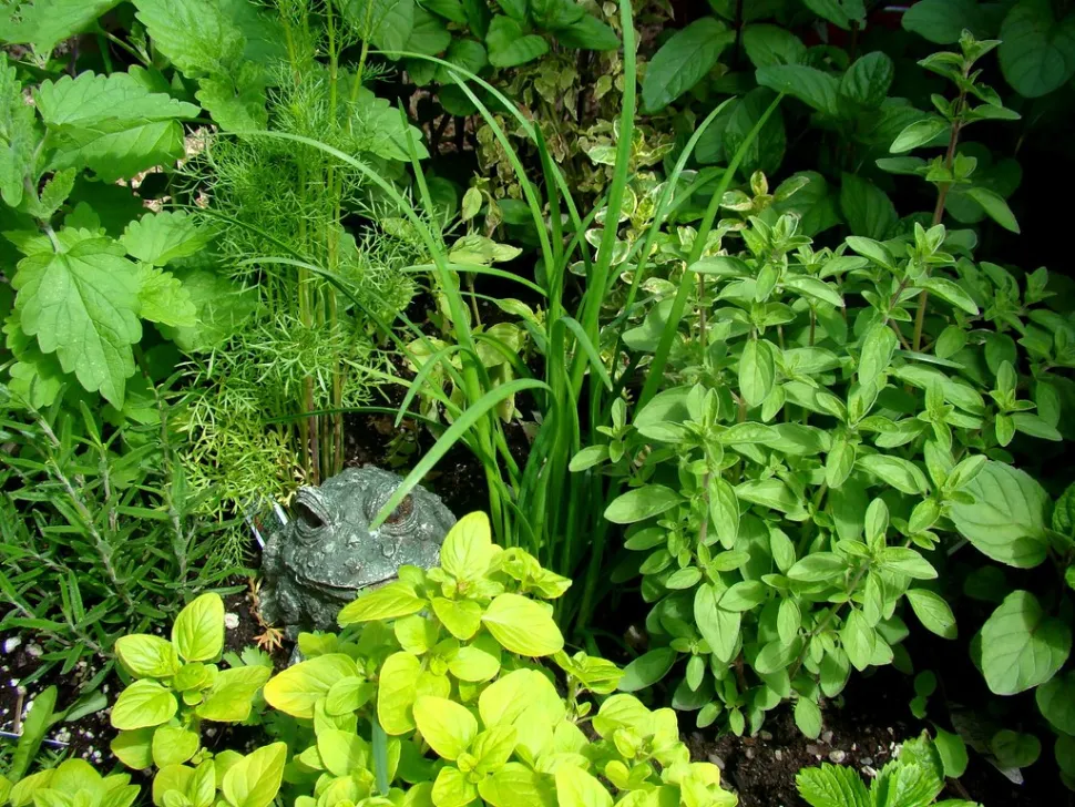 Aromatiske planter er nyttige i køkkenet, men de er også dekorative