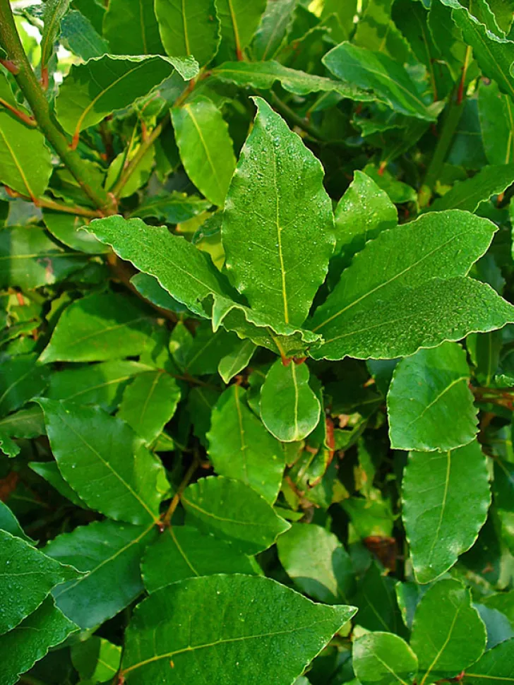 Lorbeer ist ein Muss, wenn du einen Garten hast – Foto von H. Zell / Wikipedia