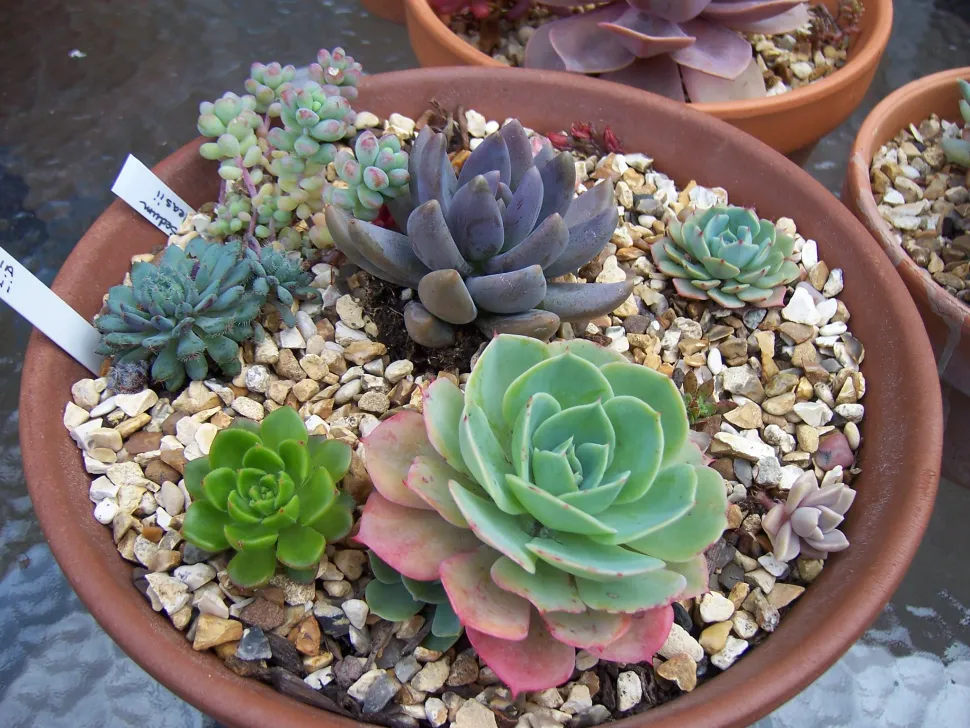 Alone or in pots, succulents require little maintenance - Photo by Stéphane Boisvert / Flickr