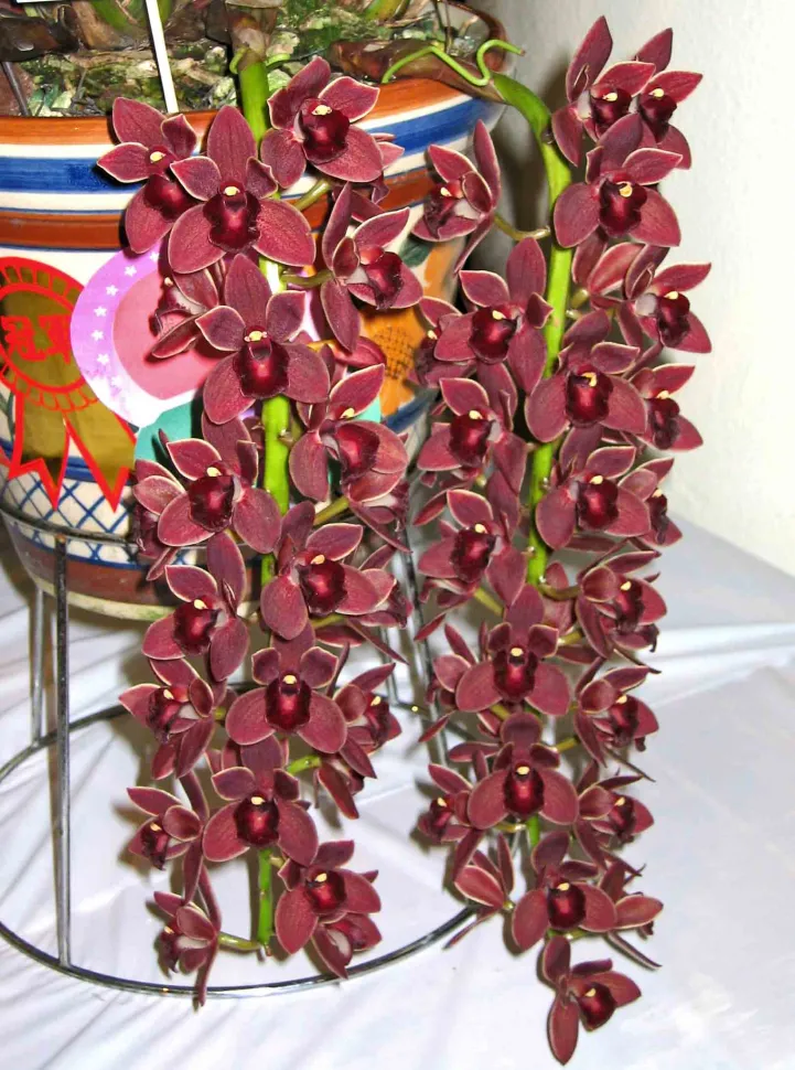 Die Cymbidium-Orchidee blüht in der Regel zwischen Oktober und Juni – Foto von KHQ Flower Guide / Flickr
