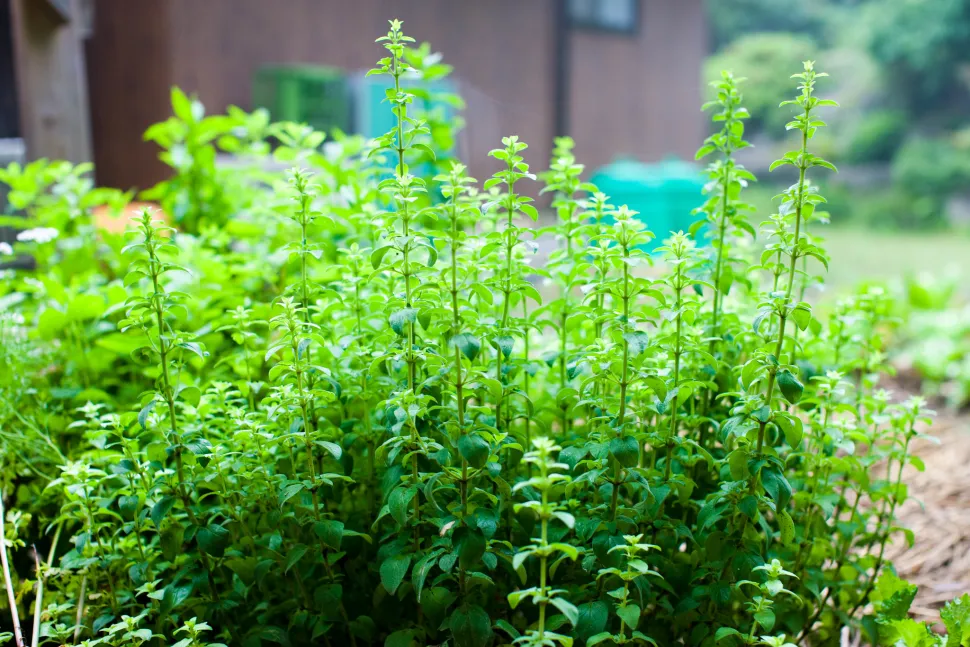 Oregano needs sun to flourish - Photo by Joi Ito /Flickr
