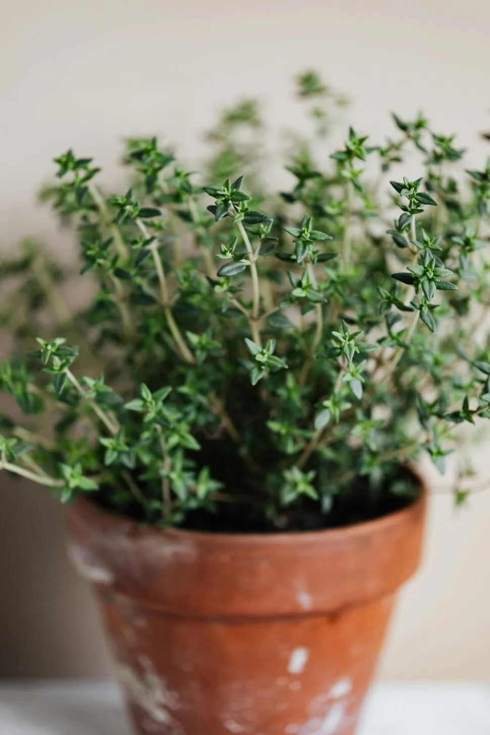 El tomillo es uno de los imprescindibles del jardín aromático - Foto de Kaboompics / Pexels