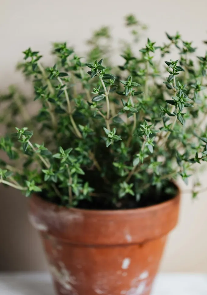 O tomilho é um dos elementos indispensáveis de um jardim aromático – Foto de Kaboompics / Pexels