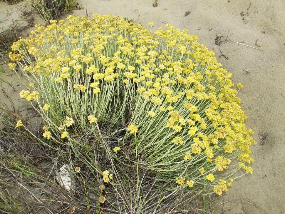 Duften af italiensk immortelle er kraftig. Lugt til den i god tid, før du ser planten. Foto af Assianir / Wikipedia