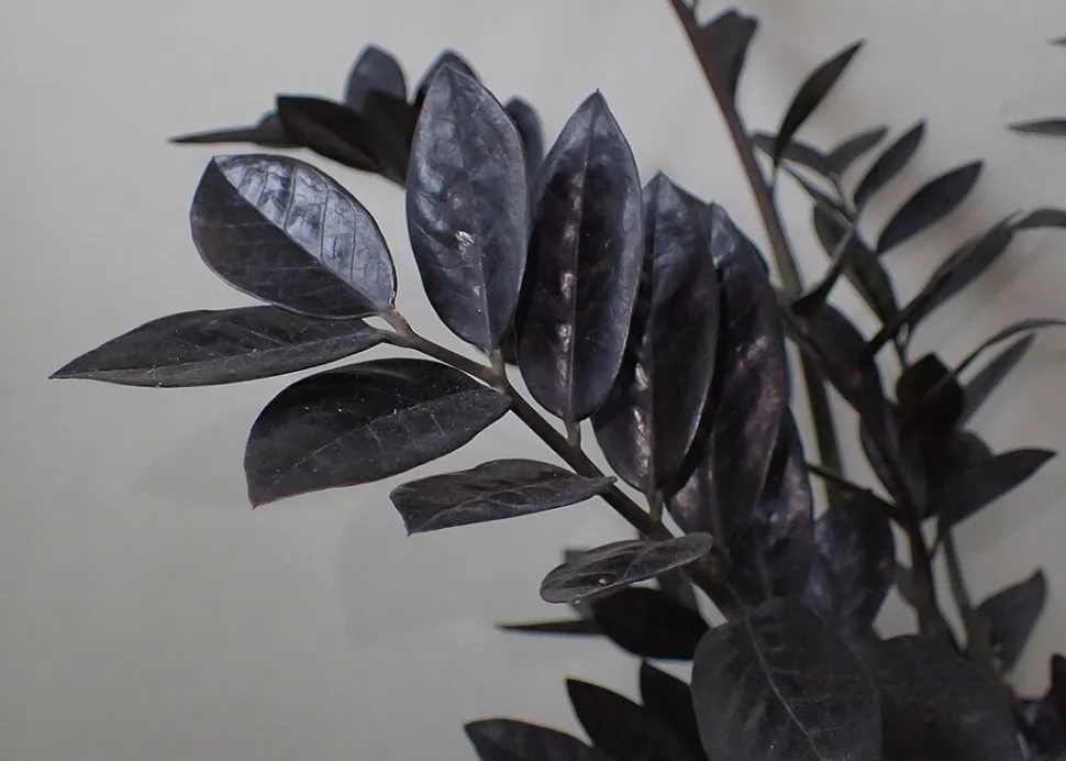 Rare are plants with such black foliage - Photo by Krzysztof Ziarnek / Wikipedia