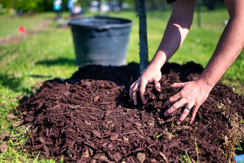 El acolchado también protege a las plantas del frío en invierno - Foto de Alfredo Medeiros / Pexels