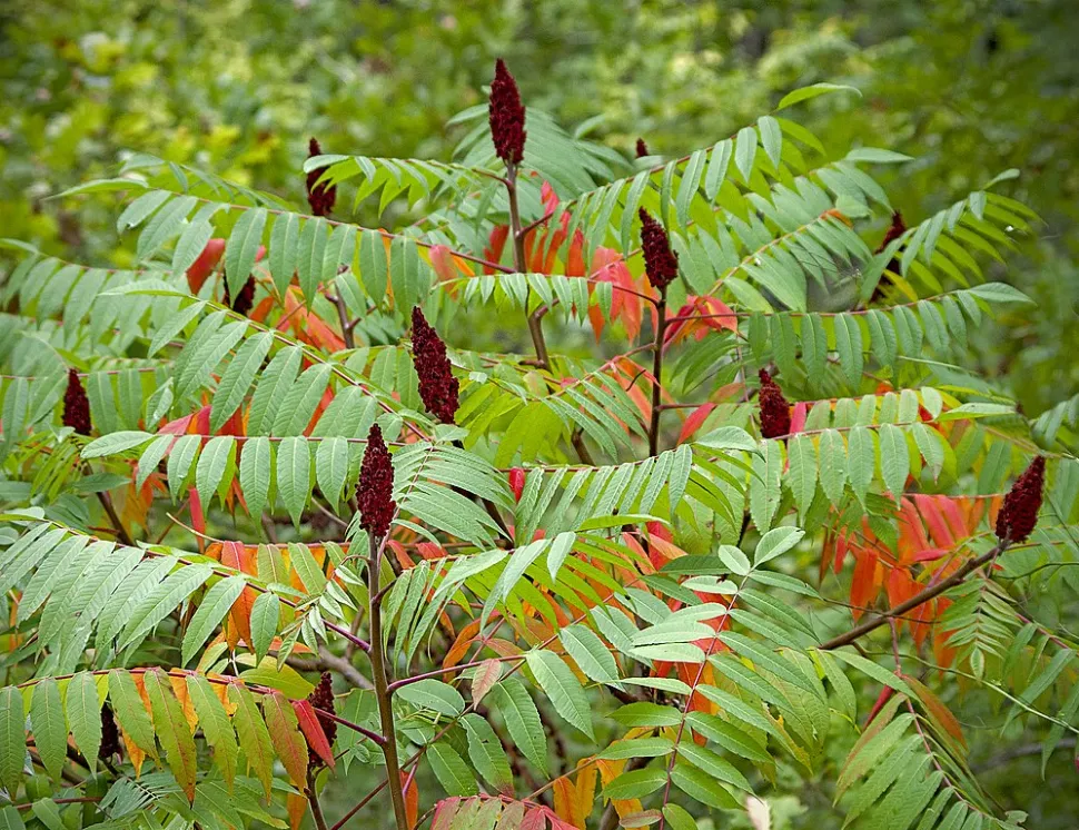 In Zwitserland is de Virginia Sumac geclassificeerd als een verboden invasieve soort. Foto door Katya / Wikipedia