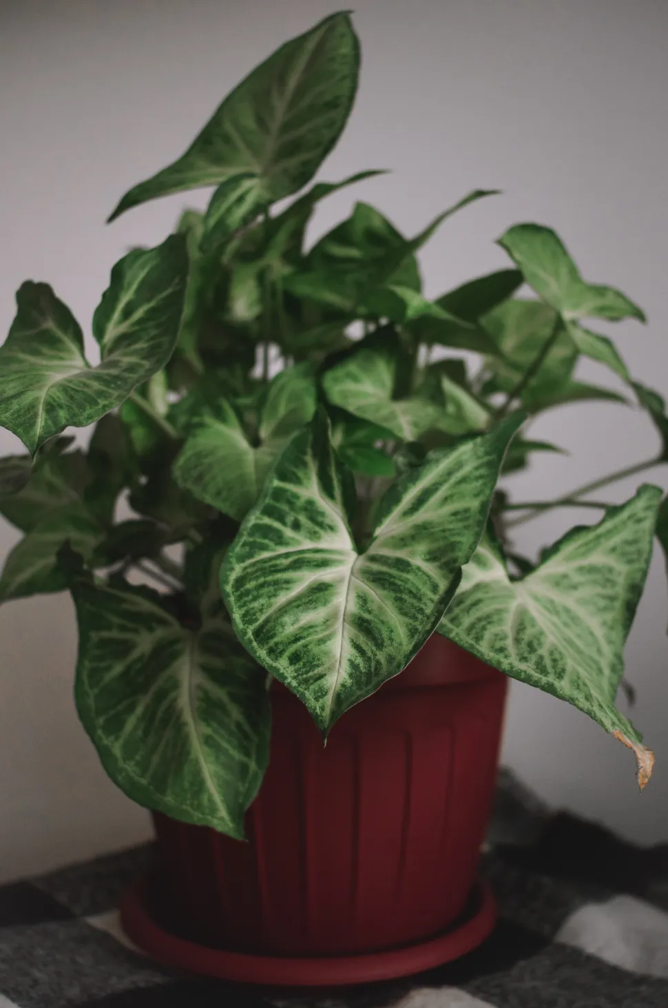 Haben Sie es satt, die Wurzeln Ihrer Syngonium zu ertränken? Ollas können ihr das Leben retten.