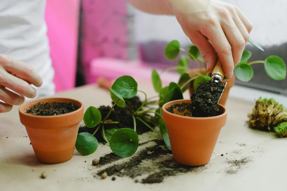 Es ist nicht nötig, Ihre Pflanzen in den Wochen nach dem Umtopfen zu düngen. Foto von Anna Shvets / Pexels