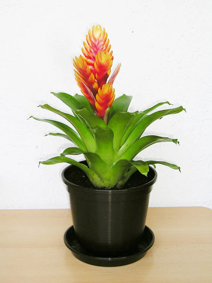 La Vriesea es una planta fácil de cultivar. Foto de Maja Dumat / Flickr