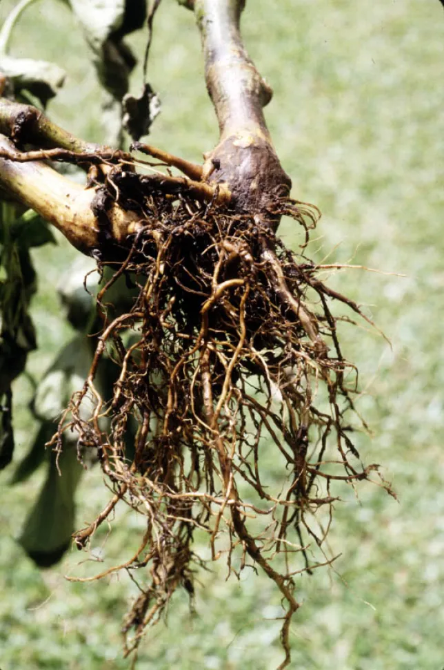 Em casos excepcionais, pode retirar toda a terra das raízes antes de voltar a colocar no vaso. Foto de Scot Nelson / Flickr