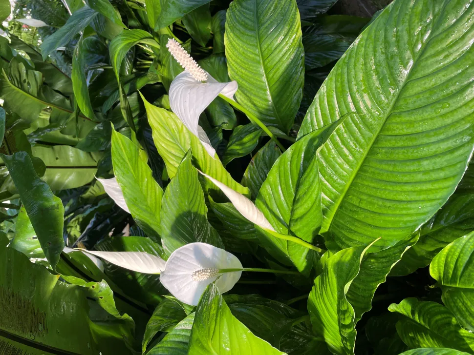 Spathiphyllum wallisii blüht fast das ganze Jahr über, sogar in Innenräumen