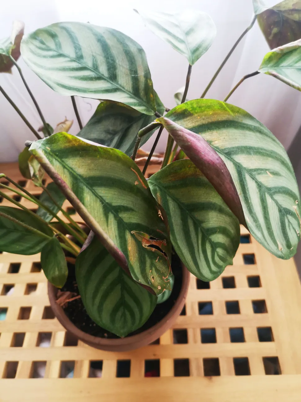Binnen hebben onze planten vaak te weinig licht