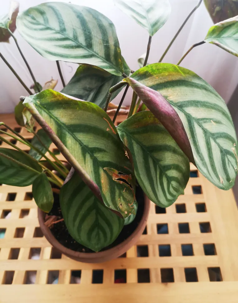 En interiores, a nuestras plantas les suele faltar luz