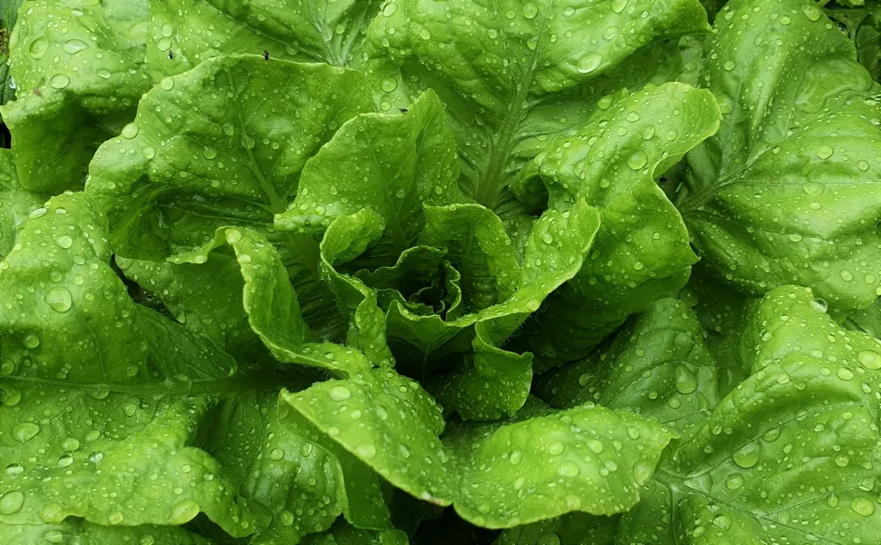 Lattuga, foglie di quercia, rucola... Le insalate sono tutte facili e redditizie da coltivare - Foto di Mariana Delamura Gomes / Pexels