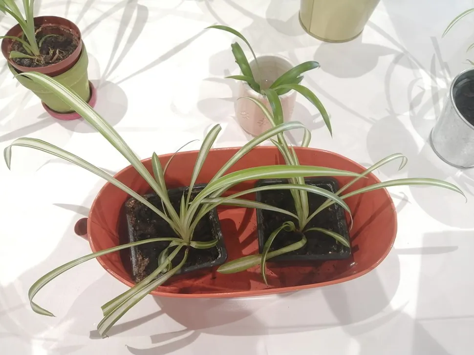 Colocar as estacas num local luminoso, longe da luz direta do sol - Foto de Médiathèque de Neudorf / Wikipedia