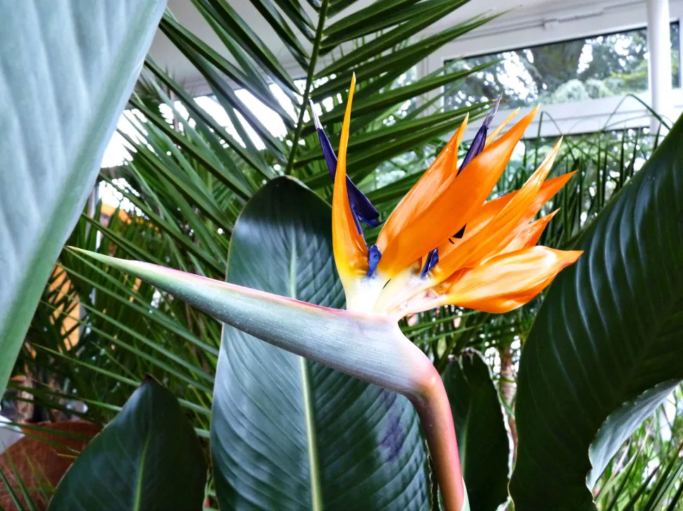 La véranda offre les conditions idéales pour faire fleurir un oiseau de paradis - Photo par Sebastian Müller / Flickr