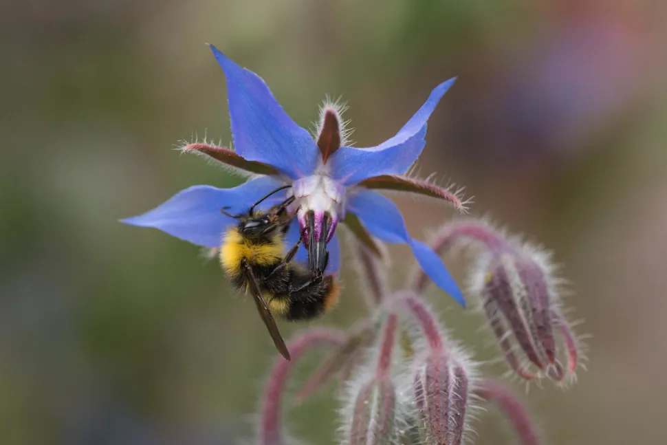 For a bee, borage is like a Michelin-starred restaurant - Photo by Sara Shotley / Flickr