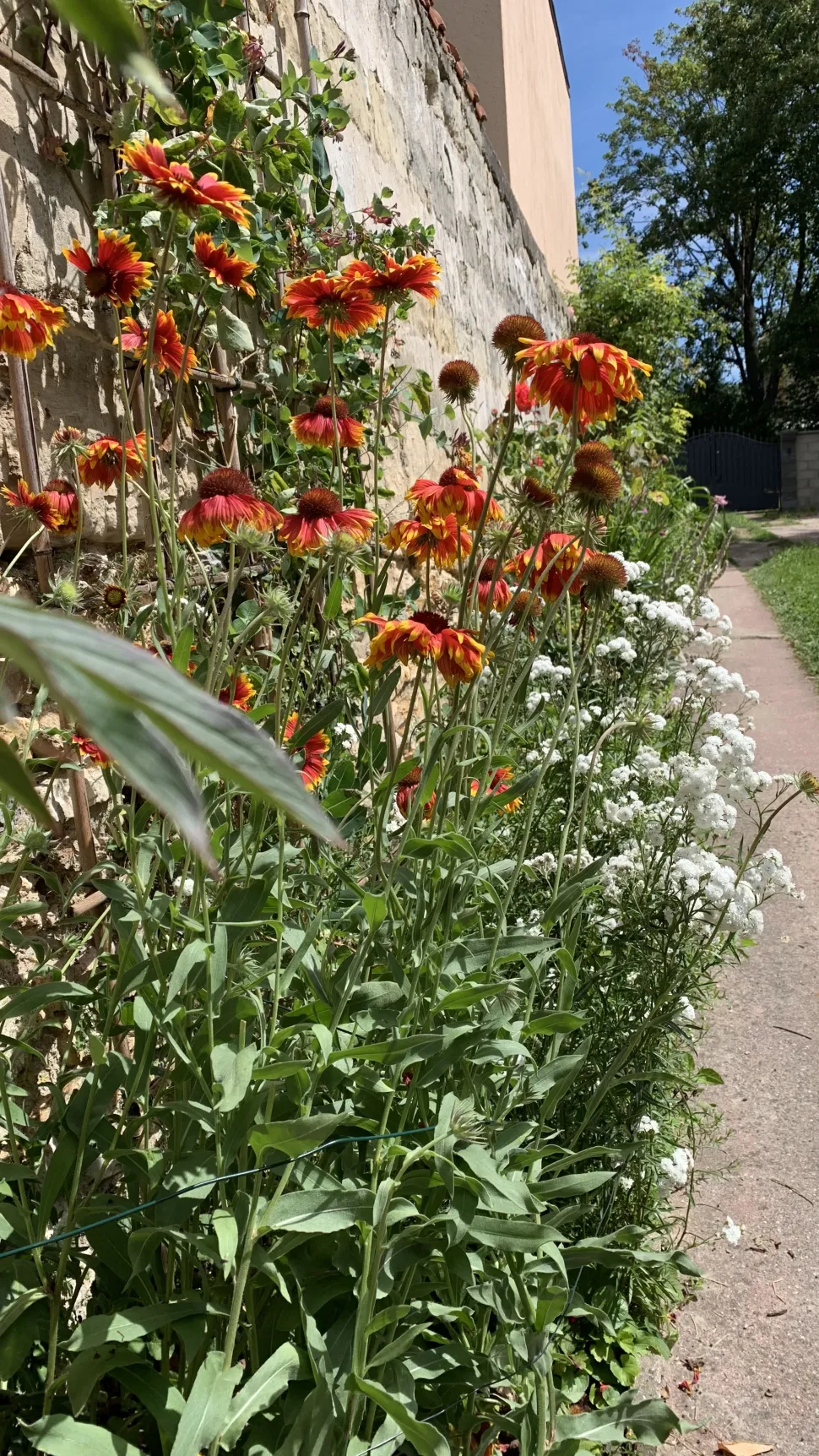 Alice is in charge of landscaping the common areas of her residence. Much to the delight of her neighbors.