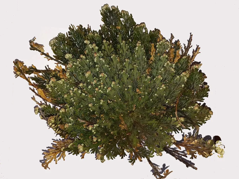 Die Rose von Jericho ist mit den Farnen verwandt - Asurnipal / Wikipedia