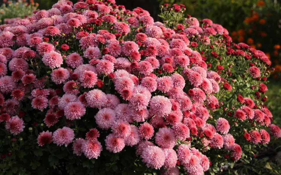 Non serve il pollice verde per coltivare un bel crisantemo rosa - Foto di Mila / Goodfon