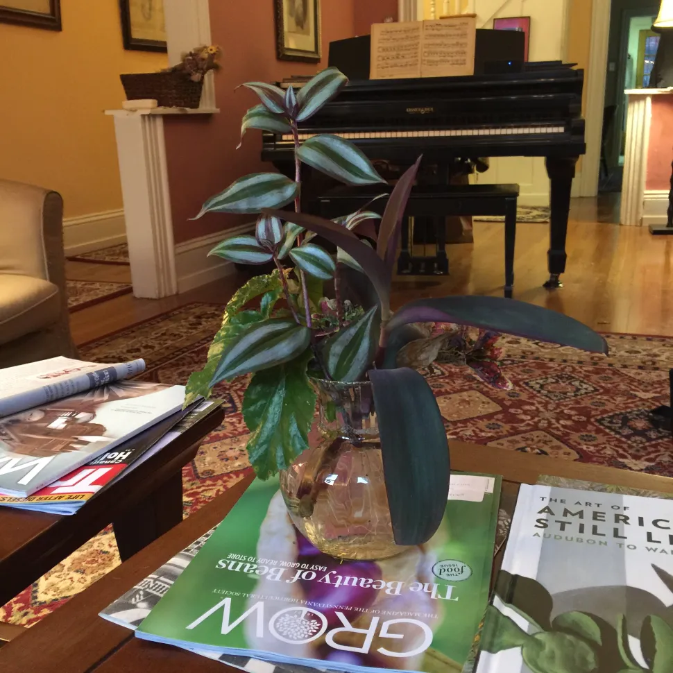 You can also root your Misère in water before replanting it - Photo by Laura Blanchard / Flickr