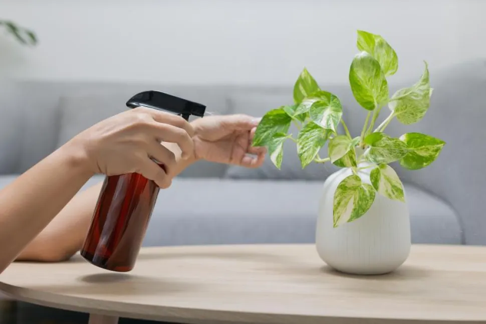 O adubo foliar é pulverizado diretamente sobre as folhas