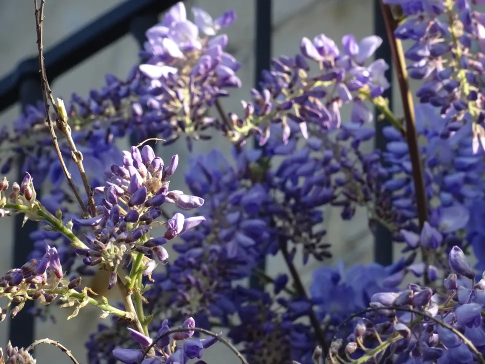 Die Chinesische Wisteria ist größer als die Amerikanische Wisteria und die Japanische Wisteria. Foto von Olive Titus/ Flickr