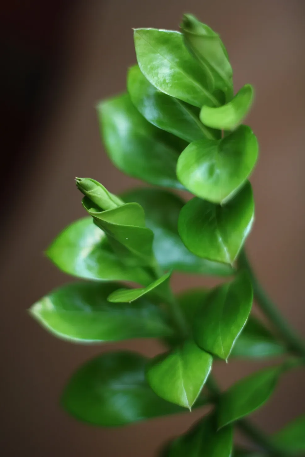 Little leaves that stand up to anything (Photo by Rego Korosi / flickr)