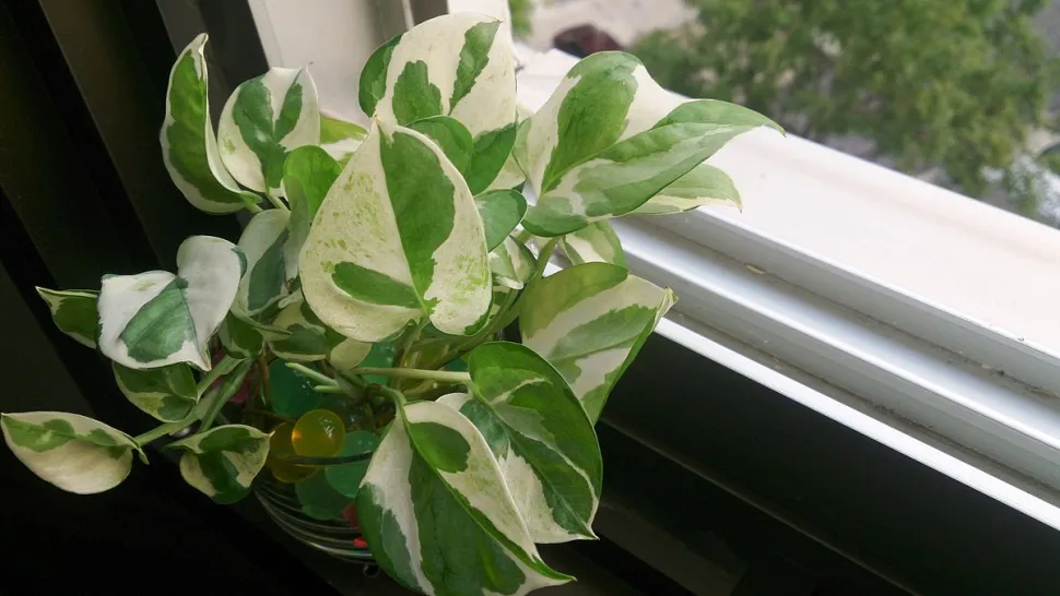 Quando se trata de luz e rega, as pothos são fáceis de cuidar - Foto de Mokkie